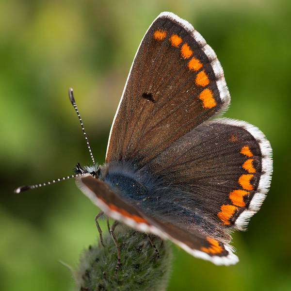 Aricia cramera