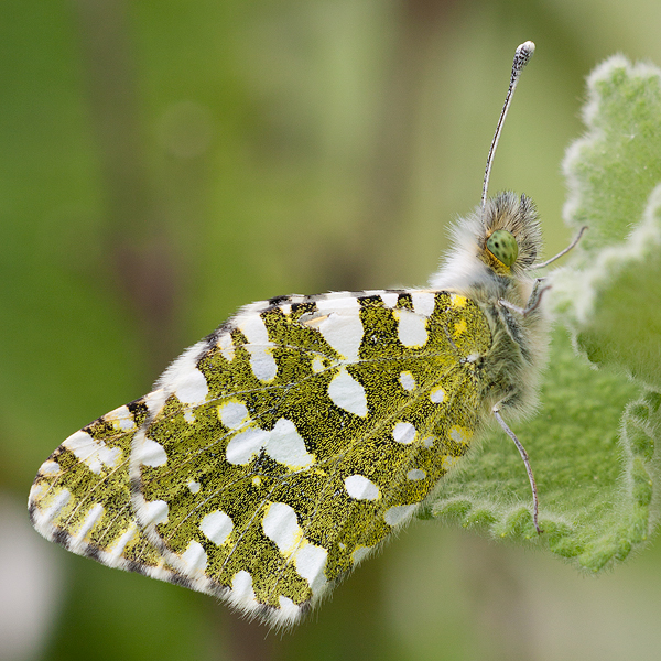 Euchloe crameri