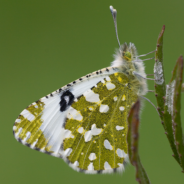 Euchloe crameri