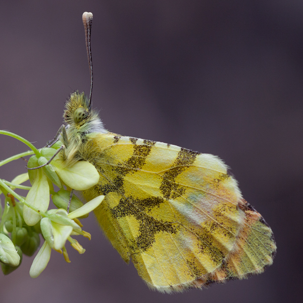 Anthocharis euphenoides