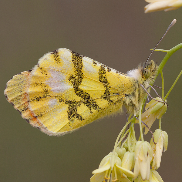 Anthocharis euphenoides