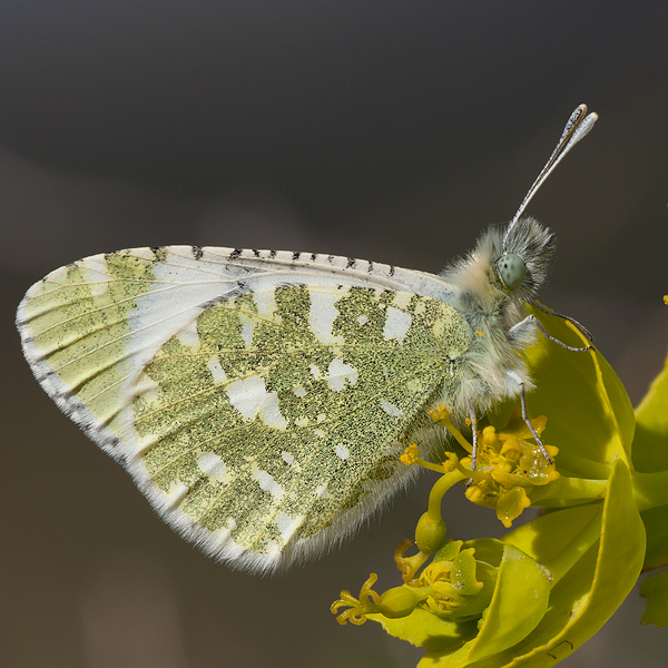 Euchloe tagis