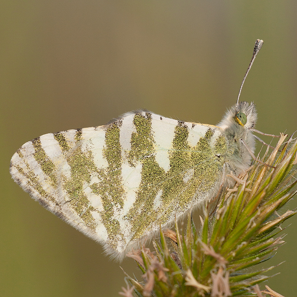 Euchloe belemia