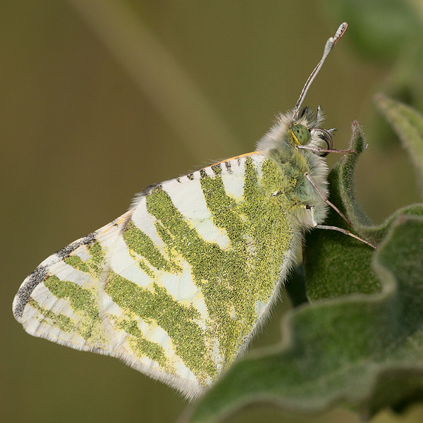 Euchloe belemia