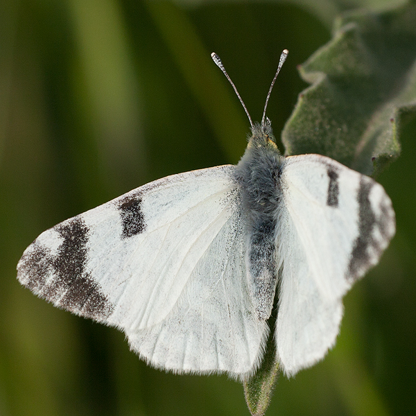 Euchloe belemia