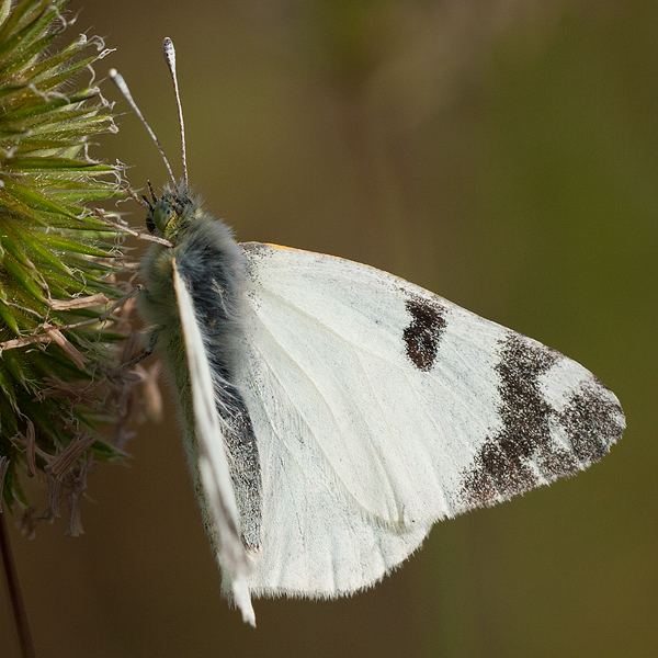 Euchloe belemia