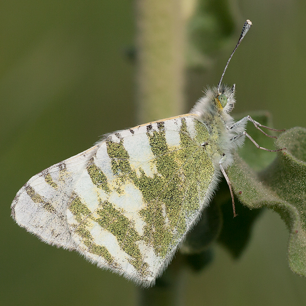 Euchloe belemia