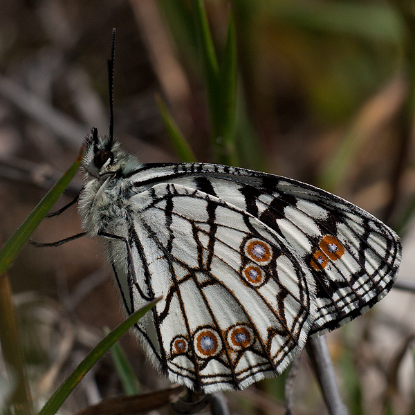 Melanargia ines