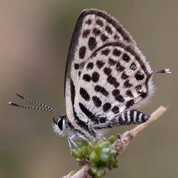 Tarucus theophrastus