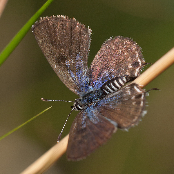 Tarucus theophrastus