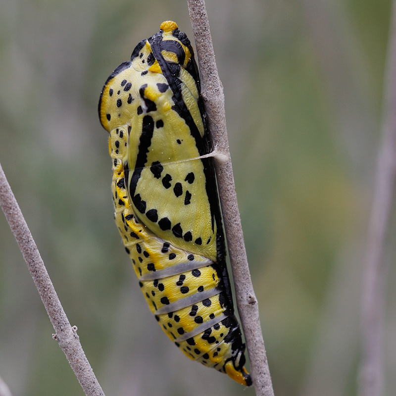 Aporia crataegi