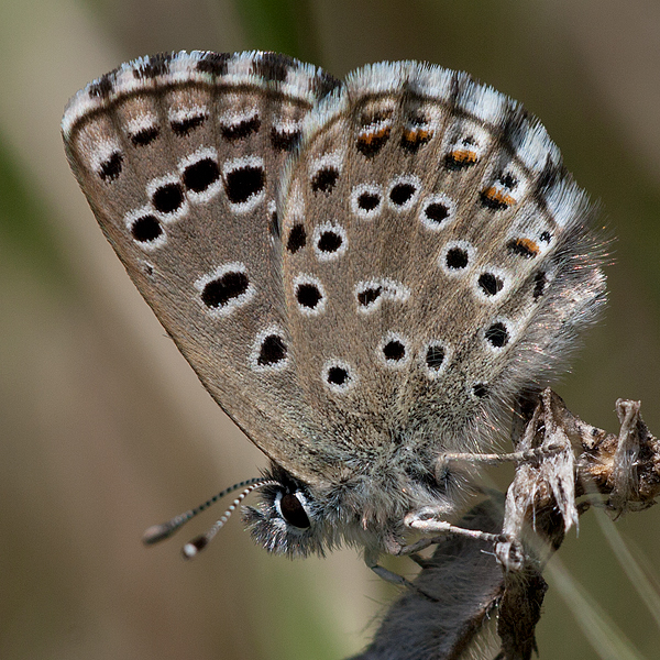 Pseudophilotes abencerragus