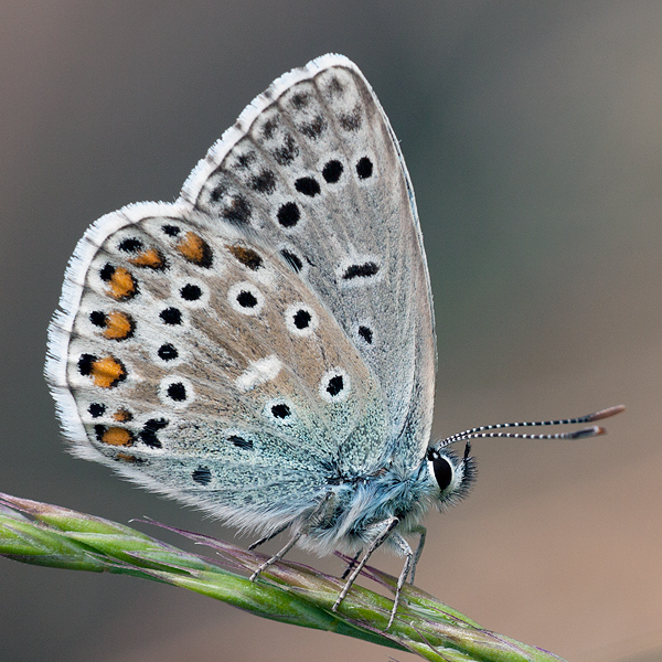 Polyommatus bellargus