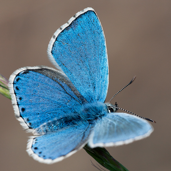 Polyommatus bellargus