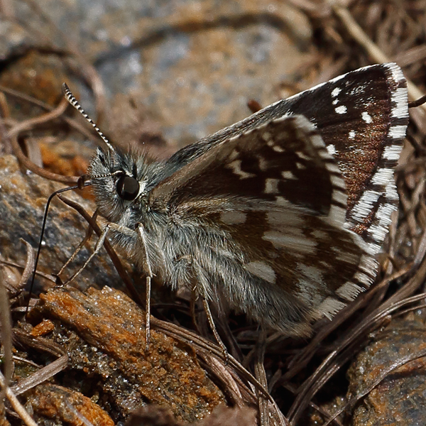 Pyrgus serratulae