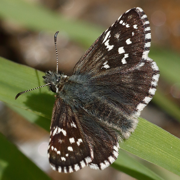 Pyrgus serratulae