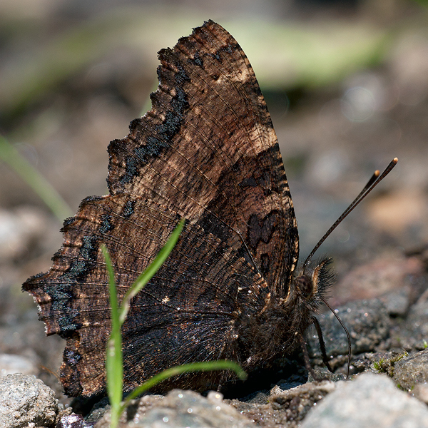 Lycaena hippothoe