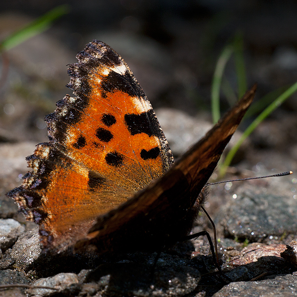 Nymphalis polychloros