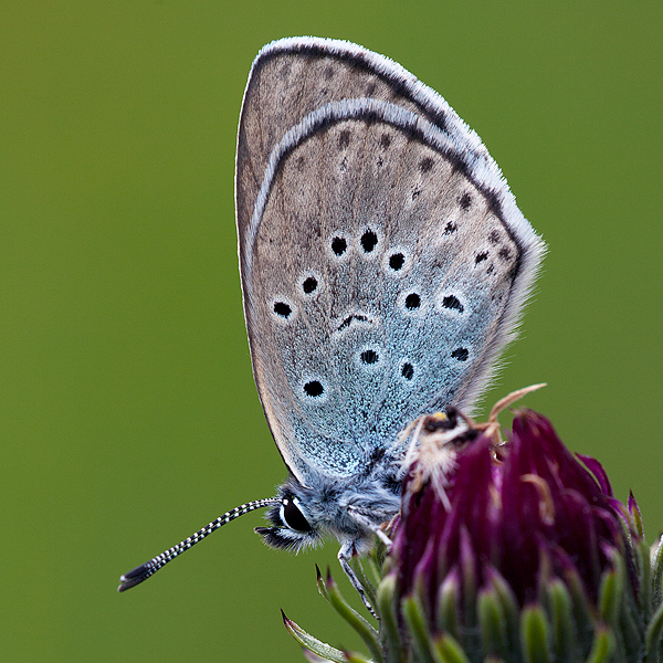 Maculinea arion