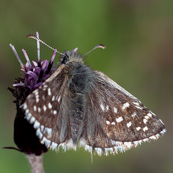 Pyrgus andromedae