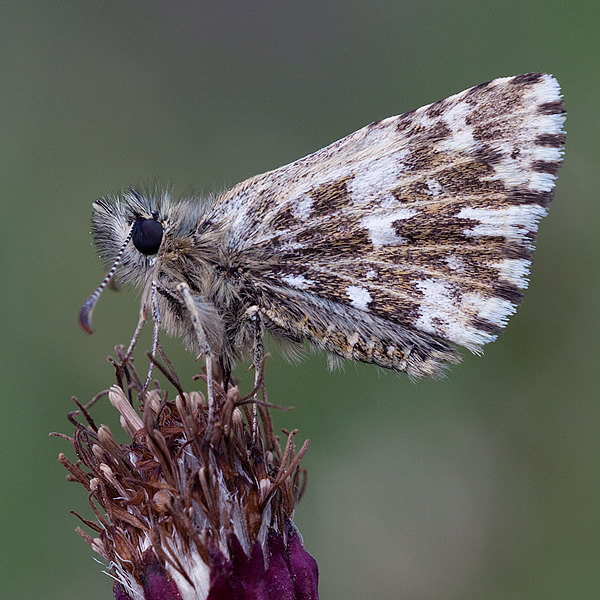 Pyrgus malvoides