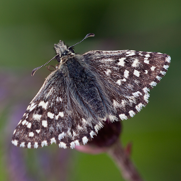 Pyrgus malvoides