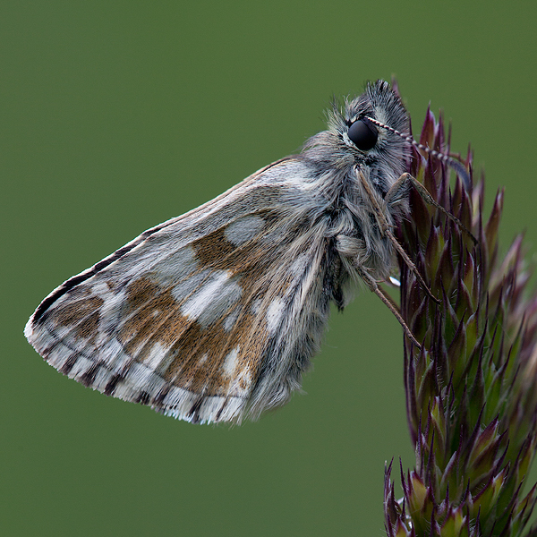 Pyrgus serratulae