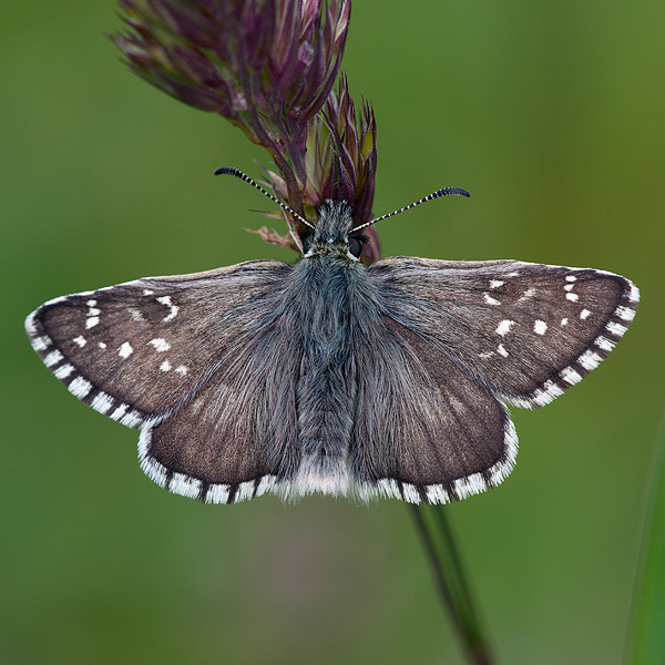 Pyrgus serratulae