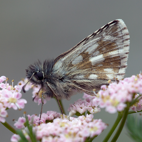 Pyrgus warrenensis