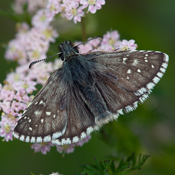 Pyrgus warrenensis