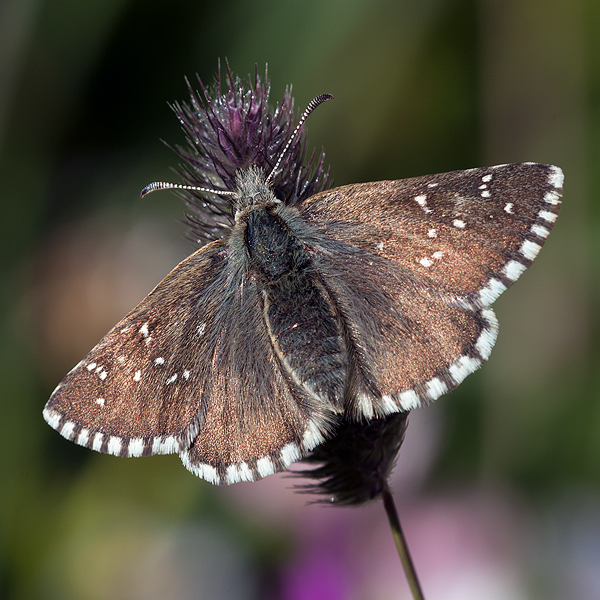 Pyrgus cacaliae