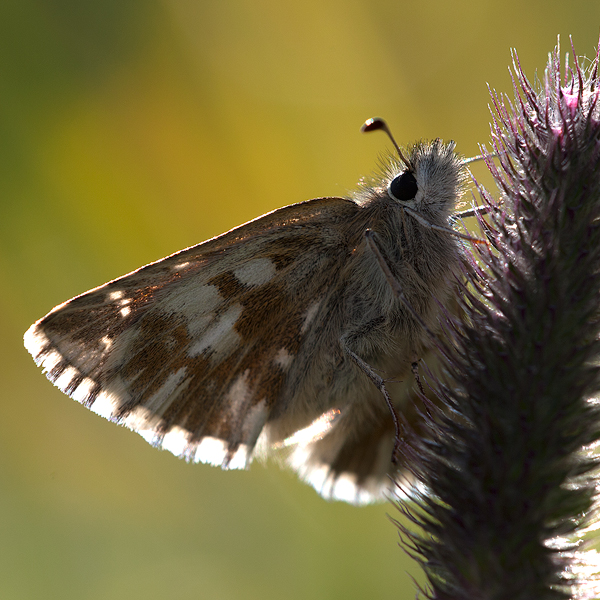 Pyrgus cacaliae