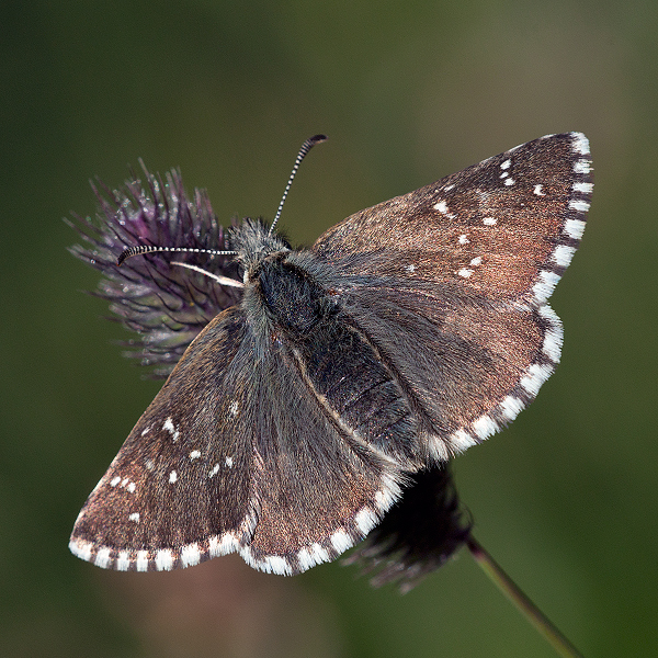 Pyrgus cacaliae