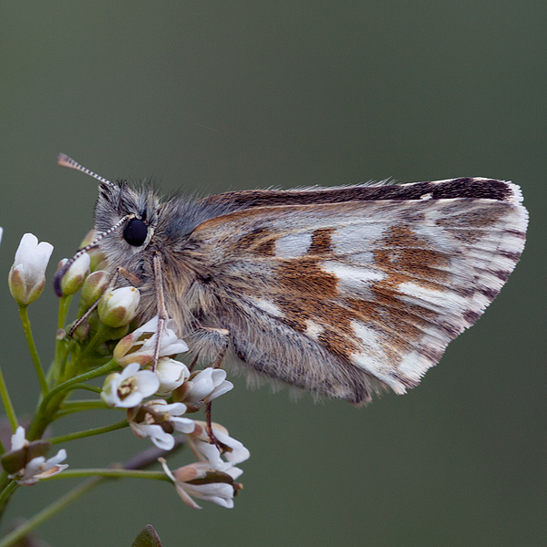 Pyrgus cacaliae