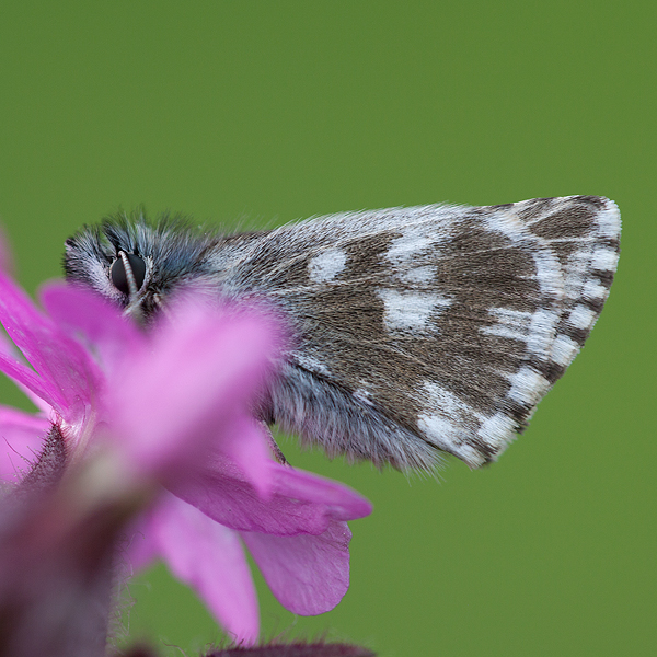 Pyrgus cacaliae