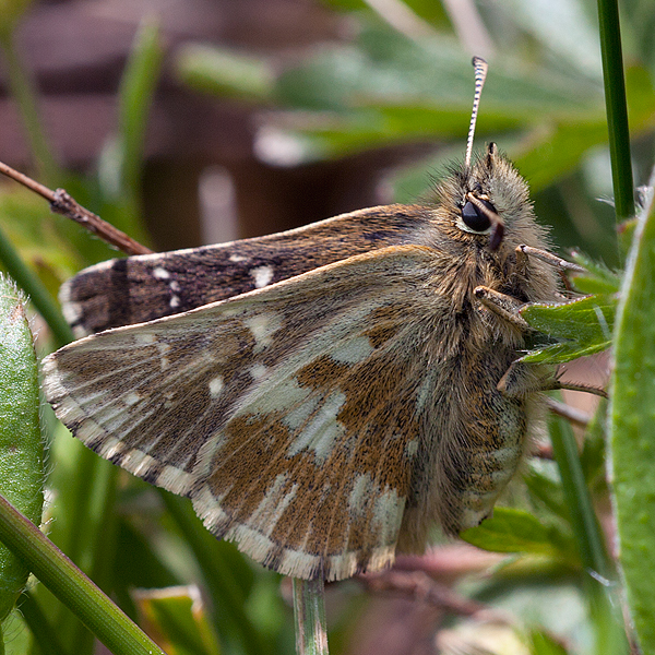 Pyrgus cacaliae