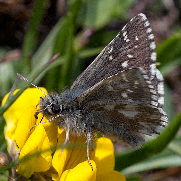 Pyrgus cacaliae