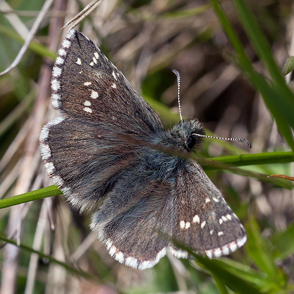 Pyrgus cacaliae