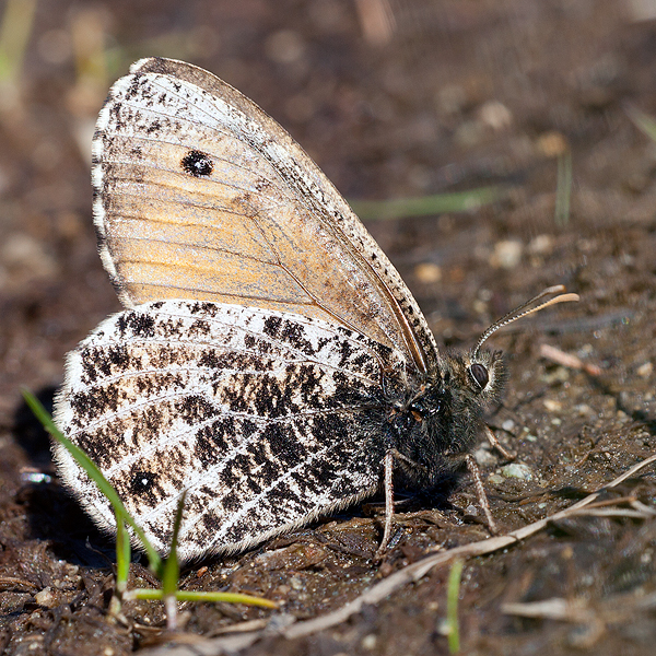 Oeneis glacialis