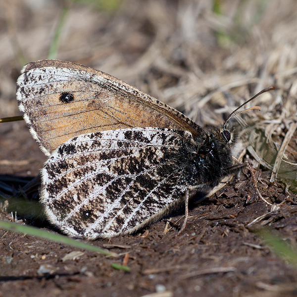 Oeneis glacialis