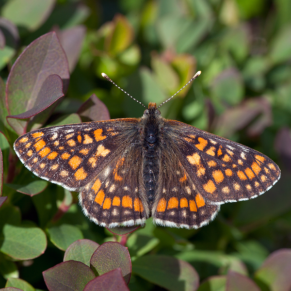 Euphydryas-intermedia