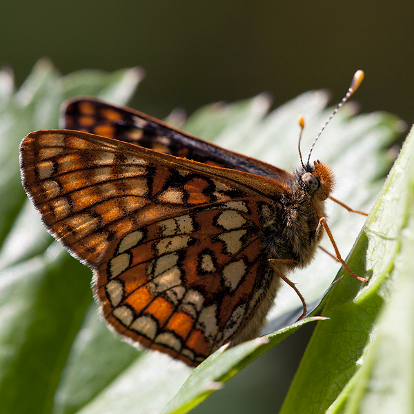 Euphydryas-intermedia