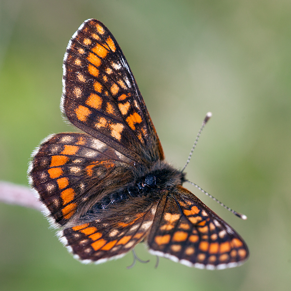 Euphydryas-intermedia