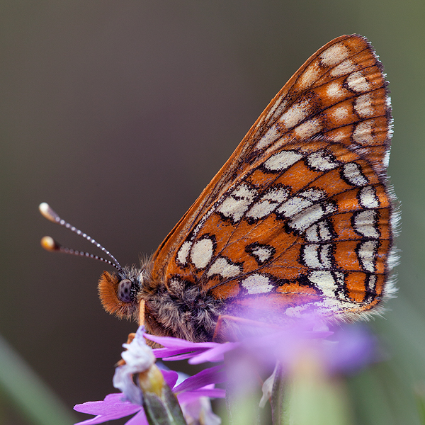 Euphydryas-intermedia