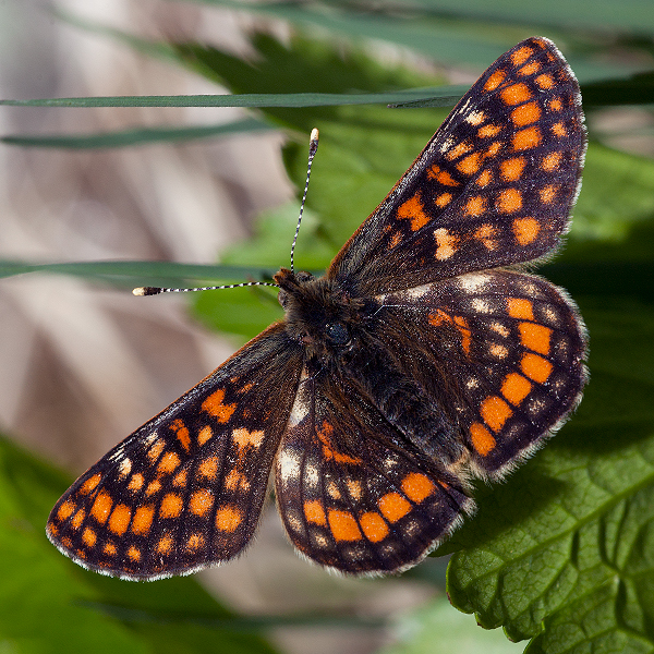 Euphydryas-intermedia