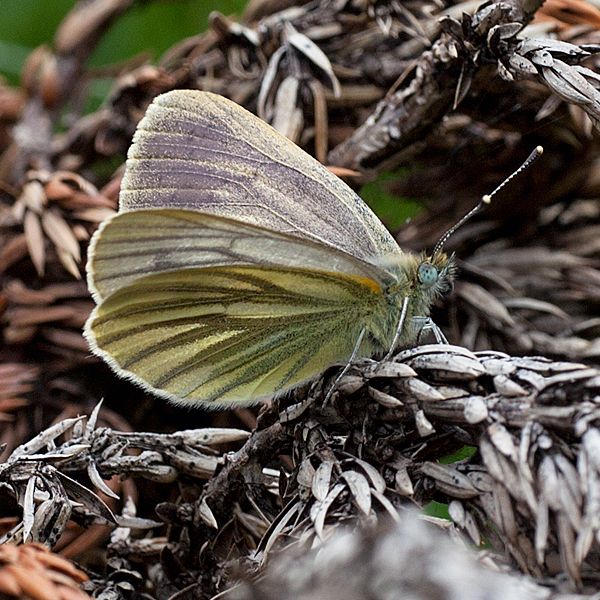 Pieris bryoniae