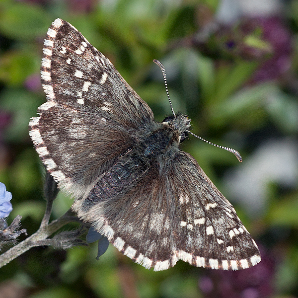 Pyrgus andromedae