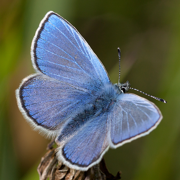 Plebejus orbitulus