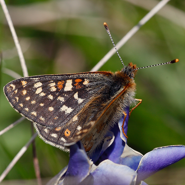 Euphydryas aurinia (glaciegenita)