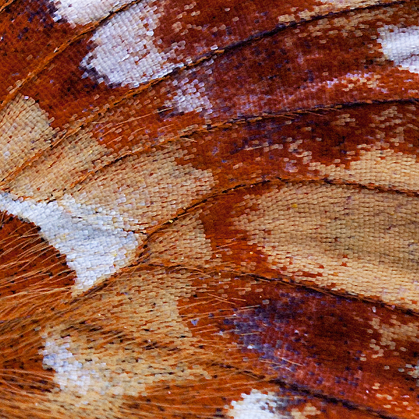 Boloria pales